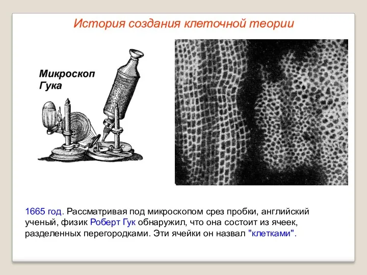 1665 год. Рассматривая под микроскопом срез пробки, английский ученый, физик