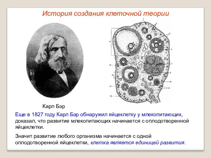 Карл Бэр Еще в 1827 году Карл Бэр обнаружил яйцеклетку