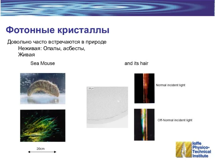 Фотонные кристаллы Довольно часто встречаются в природе Неживая: Опалы, асбесты, Живая