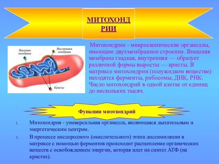 Митохондрии - микроскопические органеллы, имеющие двухмембранное строение. Внешняя мембрана гладкая,