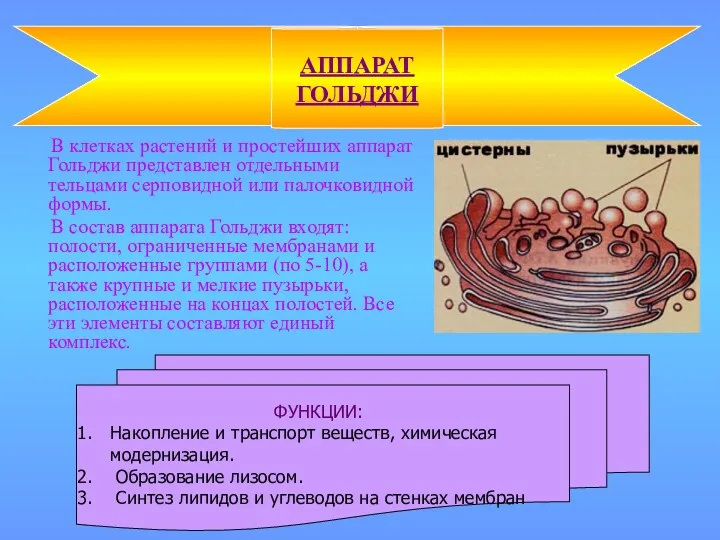 В клетках растений и простейших аппарат Гольджи представлен отдельными тельцами