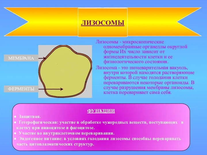 Лизосомы - микроскопические одномембранные органеллы округлой формы Их число зависит