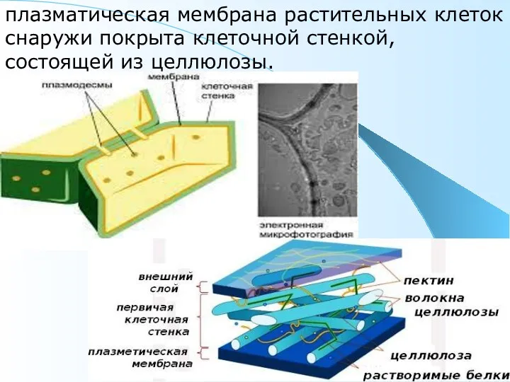 плазматическая мембрана растительных клеток снаружи покрыта клеточной стенкой, состоящей из целлюлозы.