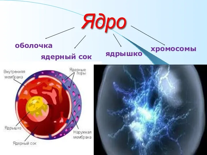 Ядро оболочка ядерный сок ядрышко хромосомы