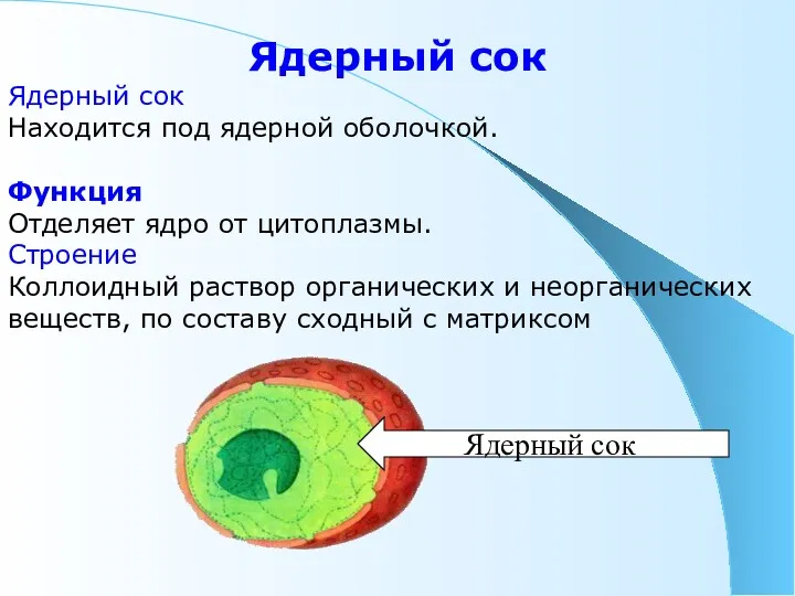 Ядерный сок Ядерный сок Находится под ядерной оболочкой. Функция Отделяет