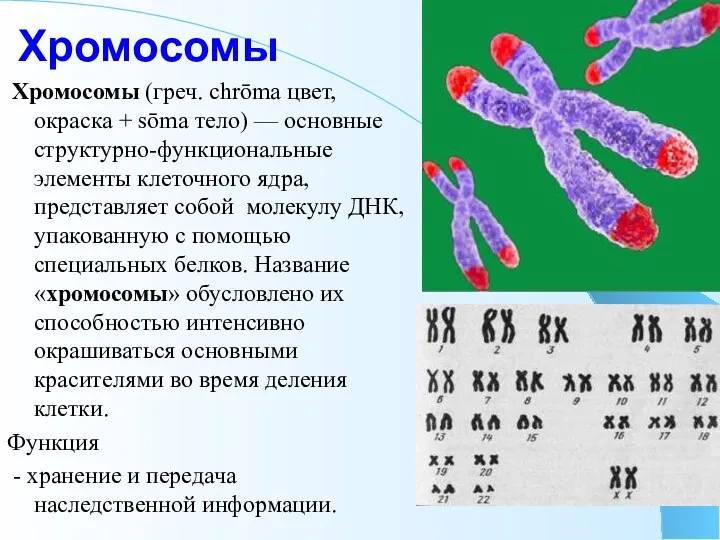 Хромосомы Хромосомы (греч. chrōma цвет, окраска + sōma тело) —