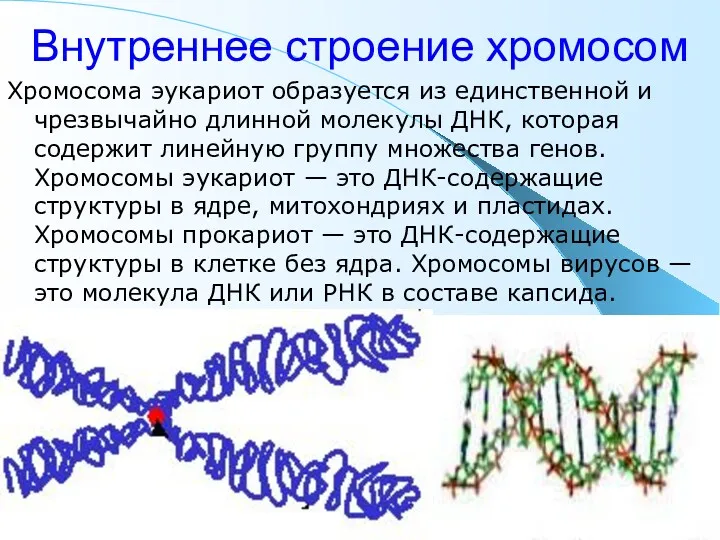 Внутреннее строение хромосом Хромосома эукариот образуется из единственной и чрезвычайно