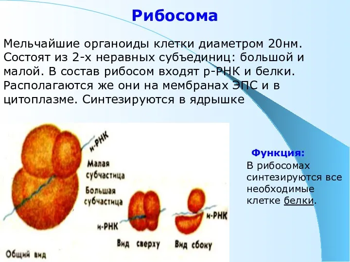 Рибосома Мельчайшие органоиды клетки диаметром 20нм. Состоят из 2-х неравных