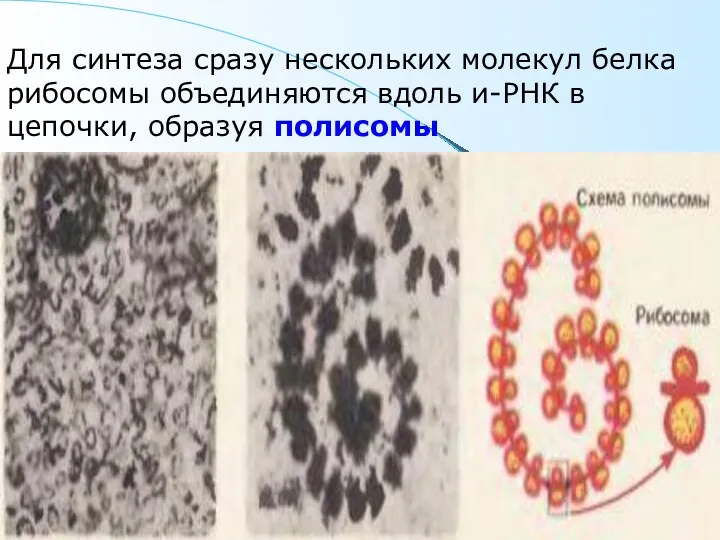 Для синтеза сразу нескольких молекул белка рибосомы объединяются вдоль и-РНК в цепочки, образуя полисомы