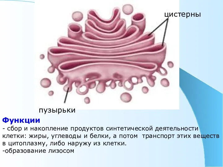 Функции - сбор и накопление продуктов синтетической деятельности клетки: жиры,