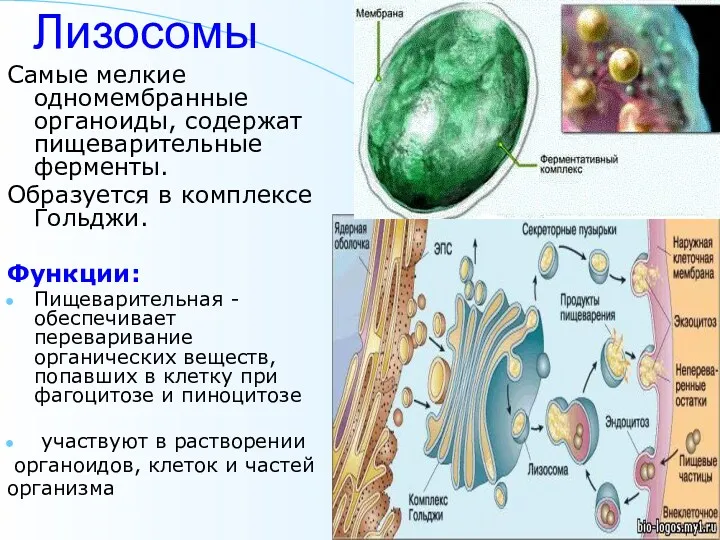 Лизосомы Самые мелкие одномембранные органоиды, содержат пищеварительные ферменты. Образуется в