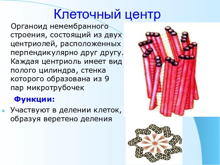 Клеточный центр Органоид немембранного строения, состоящий из двух центриолей, расположенных