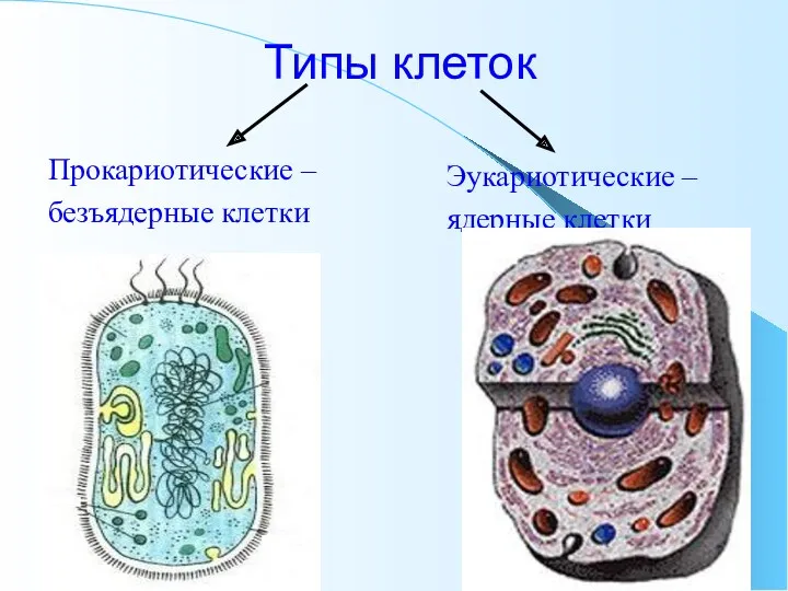 Типы клеток Прокариотические – безъядерные клетки Эукариотические – ядерные клетки