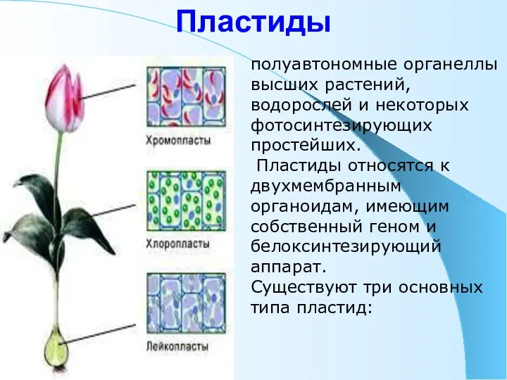 Пластиды полуавтономные органеллы высших растений, водорослей и некоторых фотосинтезирующих простейших.