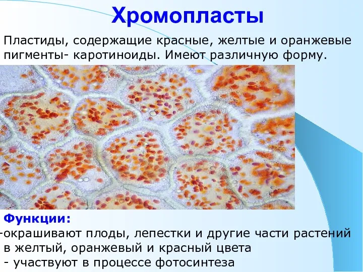 Хромопласты Пластиды, содержащие красные, желтые и оранжевые пигменты- каротиноиды. Имеют