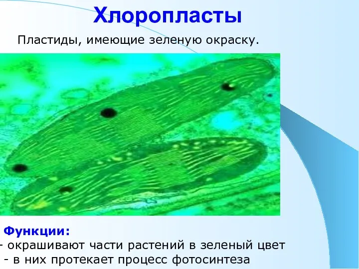 Хлоропласты Пластиды, имеющие зеленую окраску. Функции: окрашивают части растений в