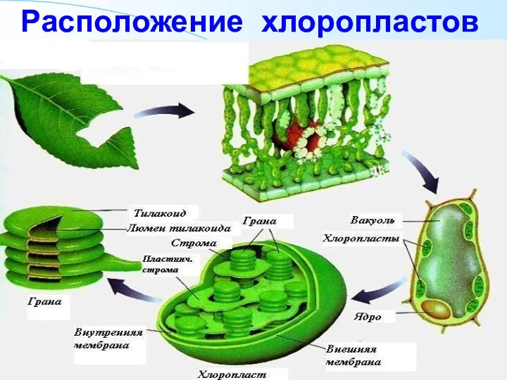 Расположение хлоропластов