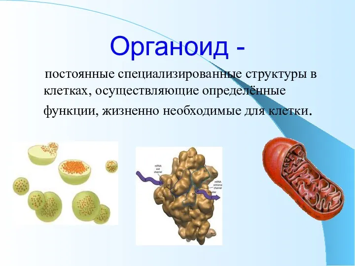 Органоид - постоянные специализированные структуры в клетках, осуществляющие определённые функции, жизненно необходимые для клетки.