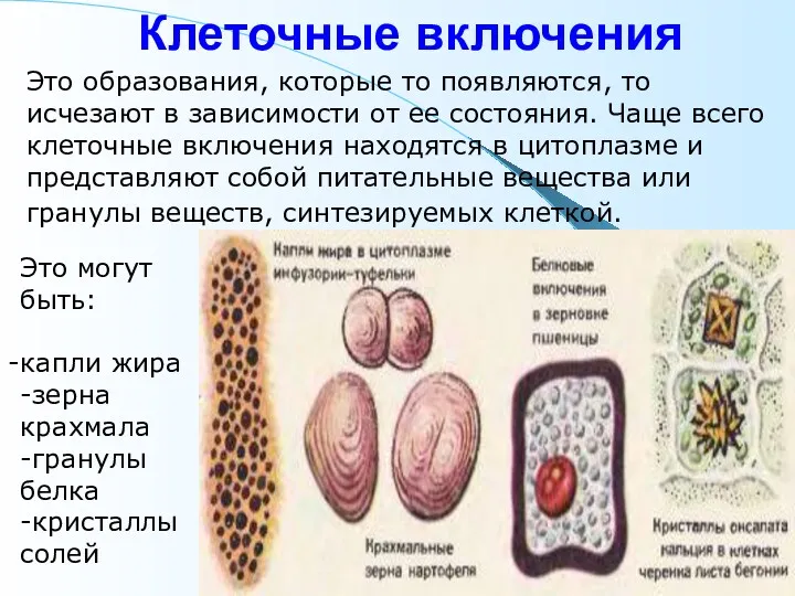 Клеточные включения Это образования, которые то появляются, то исчезают в