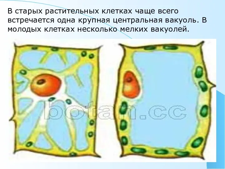 В старых растительных клетках чаще всего встречается одна крупная центральная