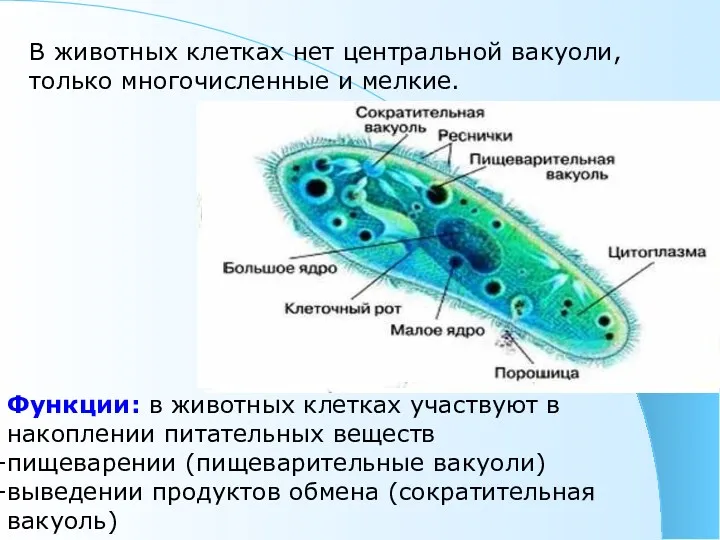 В животных клетках нет центральной вакуоли, только многочисленные и мелкие.