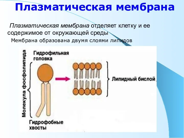Плазматическая мембрана Плазматическая мембрана отделяет клетку и ее содержимое от
