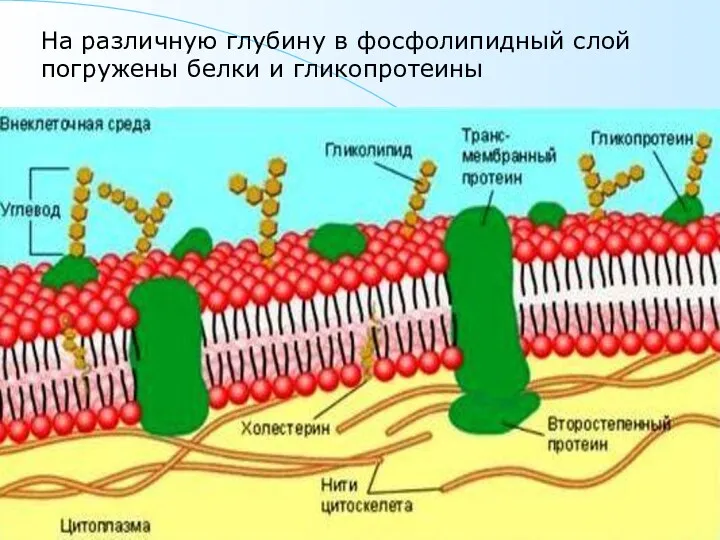 На различную глубину в фосфолипидный слой погружены белки и гликопротеины