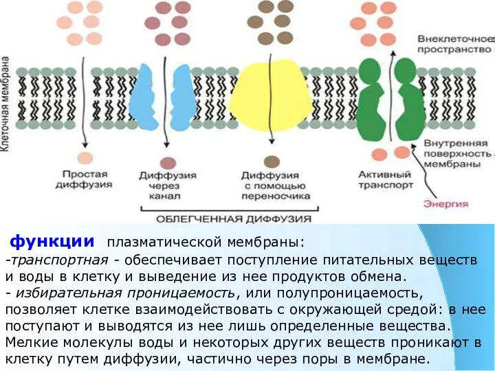 функции плазматической мембраны: -транспортная - обеспечивает поступление питательных веществ и