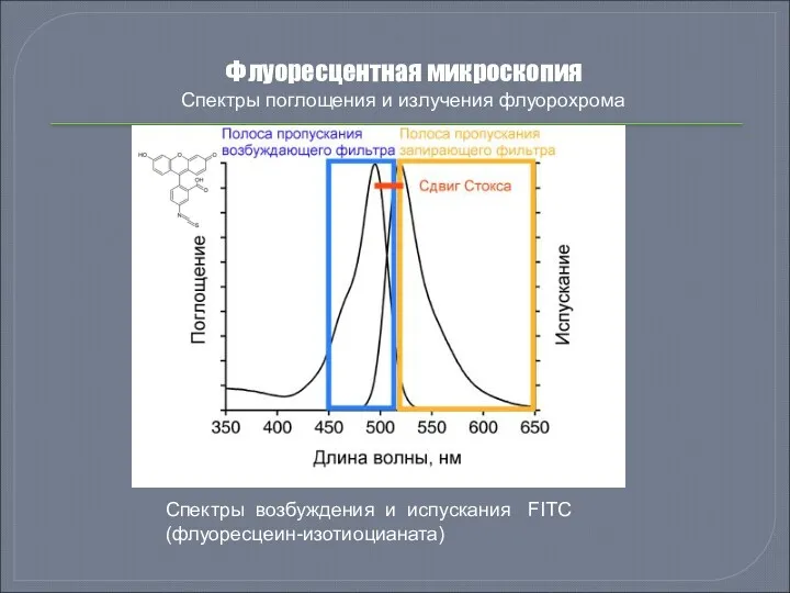 Флуоресцентная микроскопия Спектры поглощения и излучения флуорохрома Спектры возбуждения и испускания FITC (флуоресцеин-изотиоцианата)