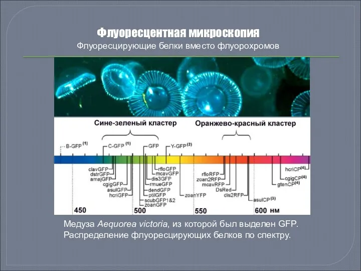 Флуоресцентная микроскопия Флуоресцирующие белки вместо флуорохромов Медуза Aequorea victoria, из которой был выделен