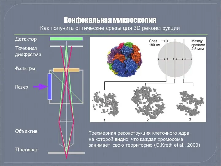 Конфокальная микроскопия Как получить оптические срезы для 3D реконструкции Фильтры Точечная диафрагма Объектив