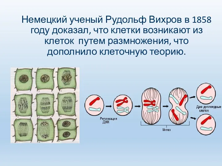 Немецкий ученый Рудольф Вихров в 1858 году доказал, что клетки