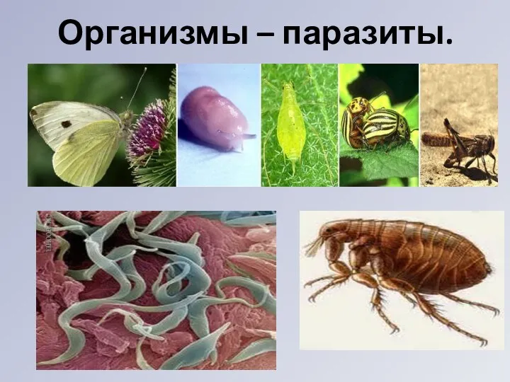 Организмы – паразиты.