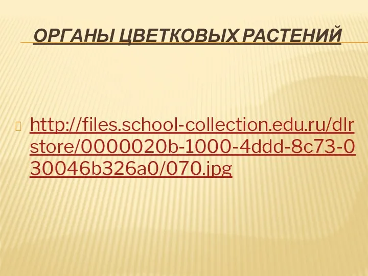 ОРГАНЫ ЦВЕТКОВЫХ РАСТЕНИЙ http://files.school-collection.edu.ru/dlrstore/0000020b-1000-4ddd-8c73-030046b326a0/070.jpg
