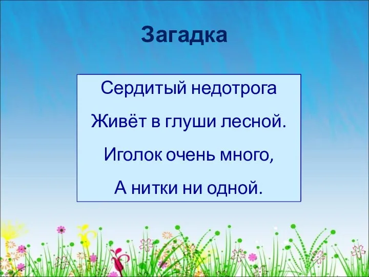 Загадка Сердитый недотрога Живёт в глуши лесной. Иголок очень много, А нитки ни одной.