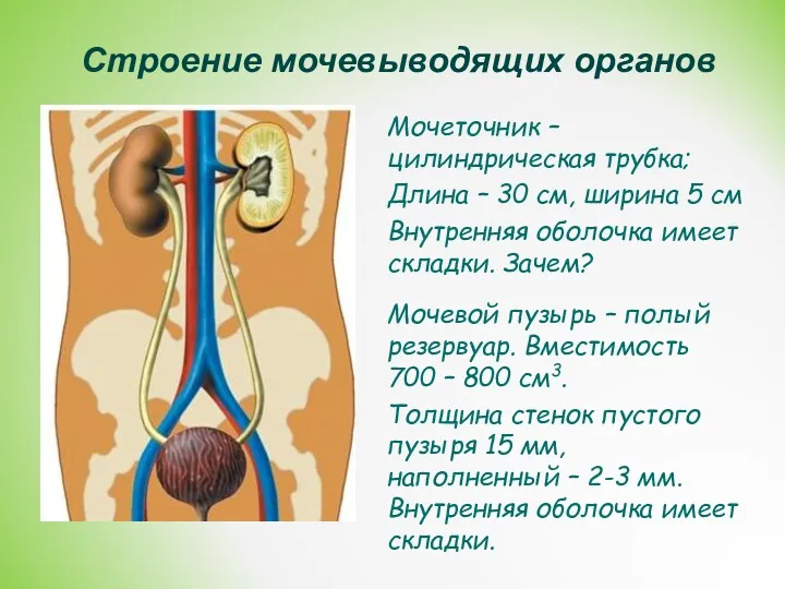 Строение мочевыводящих органов Мочеточник – цилиндрическая трубка; Длина – 30 см, ширина 5