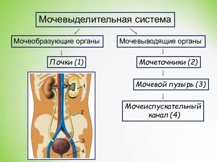 Мочевыделительная система Мочеобразующие органы Мочевыводящие органы Почки (1) Мочеточники (2) Мочевой пузырь (3)