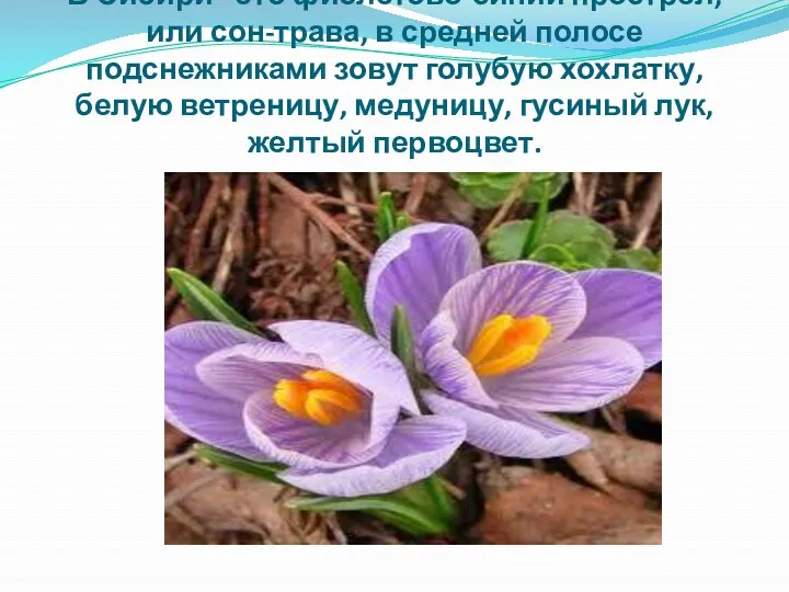 В Сибири - это фиолетово-синий прострел, или сон-трава, в средней полосе подснежниками зовут