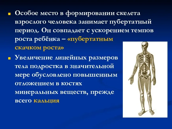 Особое место в формировании скелета взрослого человека занимает пубертатный период. Он совпадает с