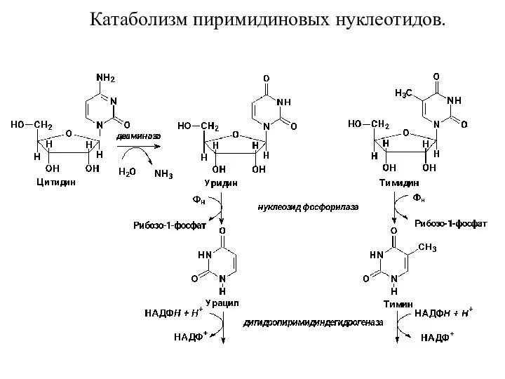 Катаболизм пиримидиновых нуклеотидов.