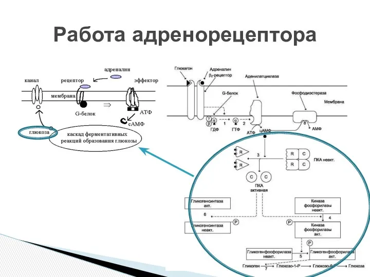 Работа адренорецептора