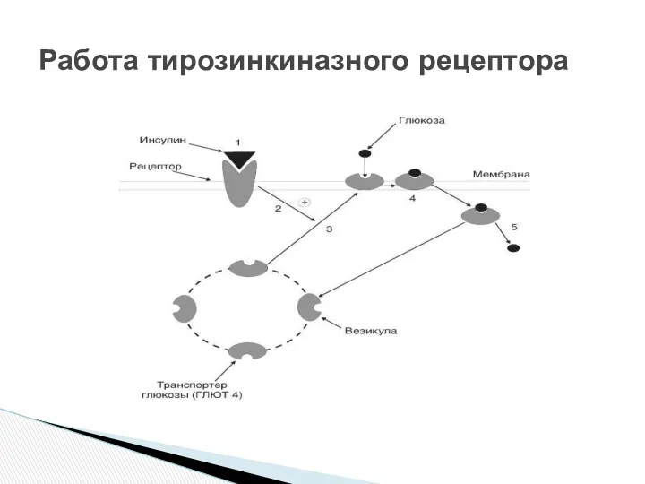 Работа тирозинкиназного рецептора