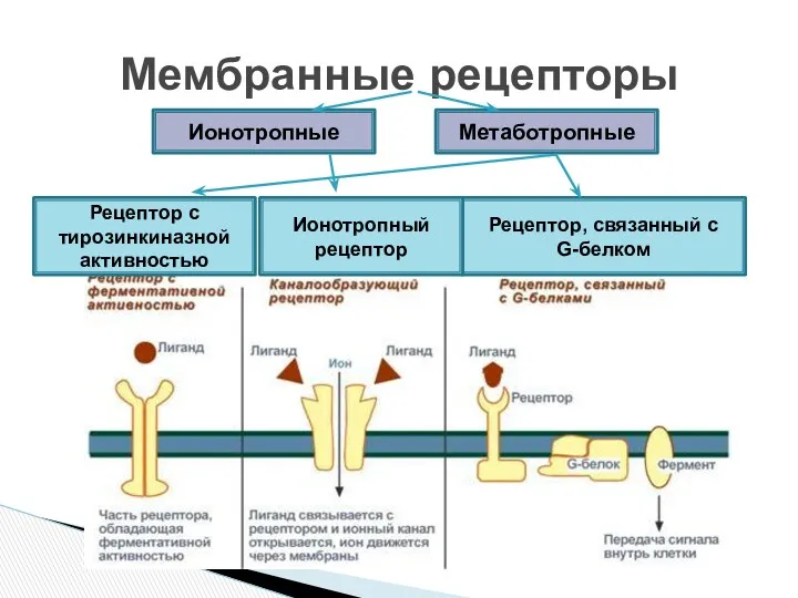 Мембранные рецепторы Рецептор с тирозинкиназной активностью Рецептор, связанный с G-белком Ионотропный рецептор Метаботропные Ионотропные