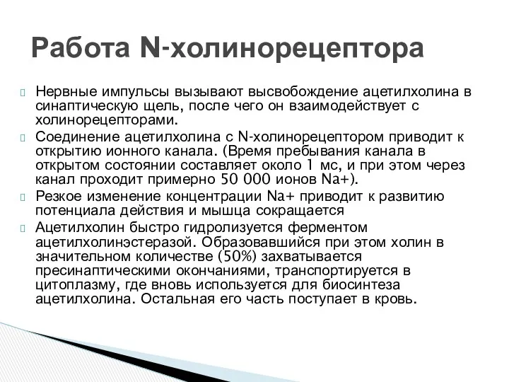 Нервные импульсы вызывают высвобождение ацетилхолина в синаптическую щель, после чего