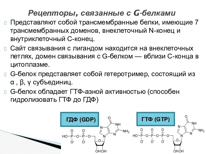 Представляют собой трансмембранные белки, имеющие 7 трансмембранных доменов, внеклеточный N-конец