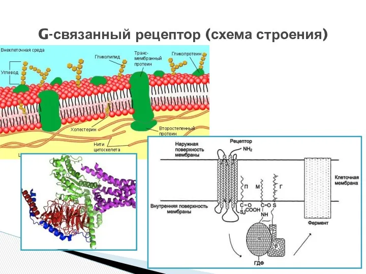 G-связанный рецептор (схема строения)