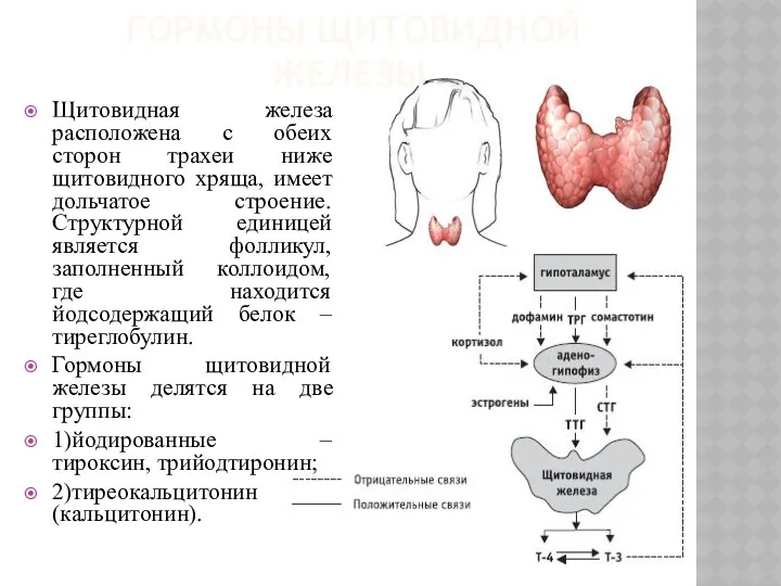ГОРМОНЫ ЩИТОВИДНОЙ ЖЕЛЕЗЫ Щитовидная железа расположена с обеих сторон трахеи