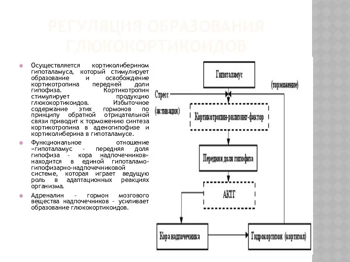 РЕГУЛЯЦИЯ ОБРАЗОВАНИЯ ГЛЮКОКОРТИКОИДОВ Осуществляется кортиколиберином гипоталамуса, который стимулирует образование и