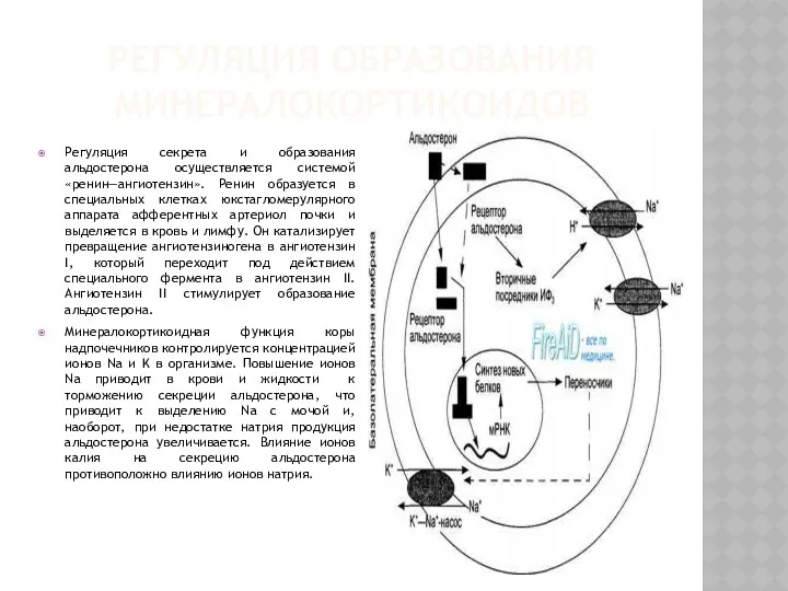 РЕГУЛЯЦИЯ ОБРАЗОВАНИЯ МИНЕРАЛОКОРТИКОИДОВ Регуляция секрета и образования альдостерона осуществляется системой