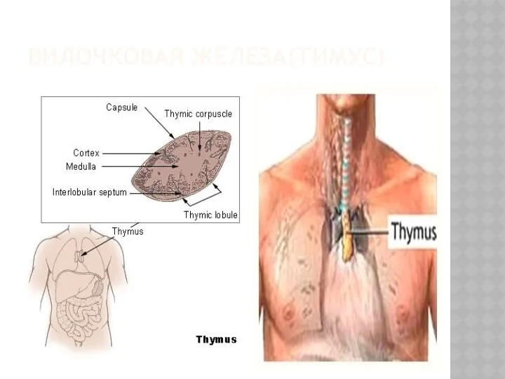 ВИЛОЧКОВАЯ ЖЕЛЕЗА(ТИМУС)